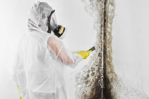 Best Fast Mold Removal  in Laurel, FL