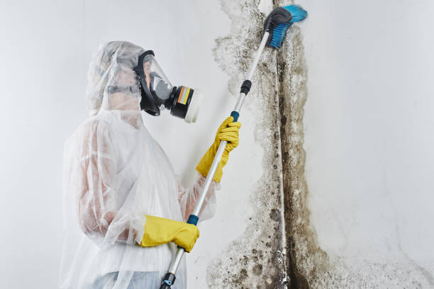 Best Home Mold Removal  in Laurel, FL