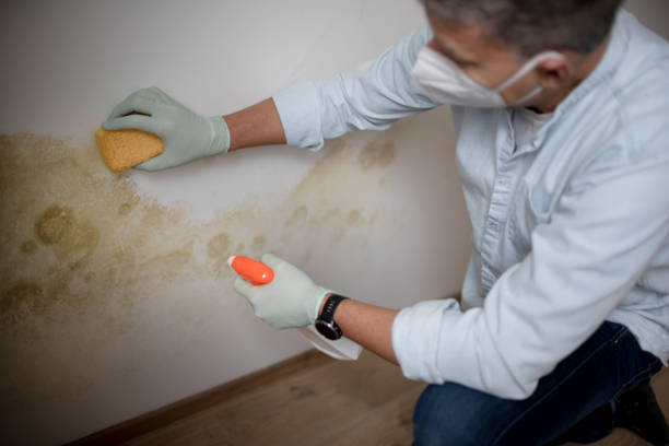 Best Commercial Mold Removal  in Laurel, FL