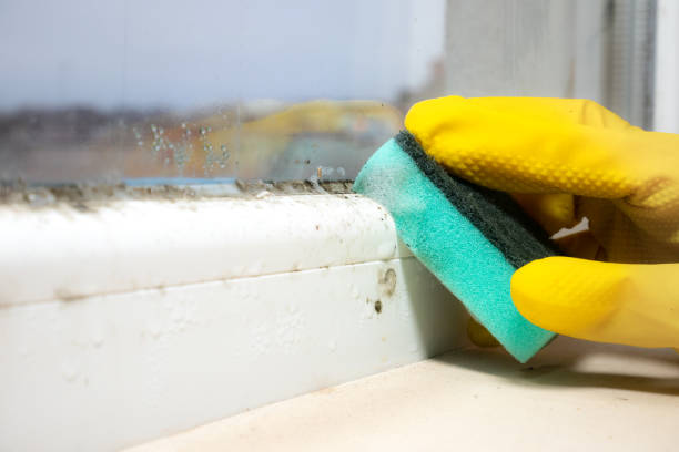 Best Same-Day Mold Removal  in Laurel, FL