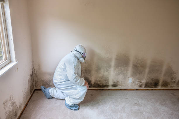 Best Professional Mold Removal  in Laurel, FL