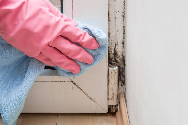 Home Mold Removal in Laurel, FL