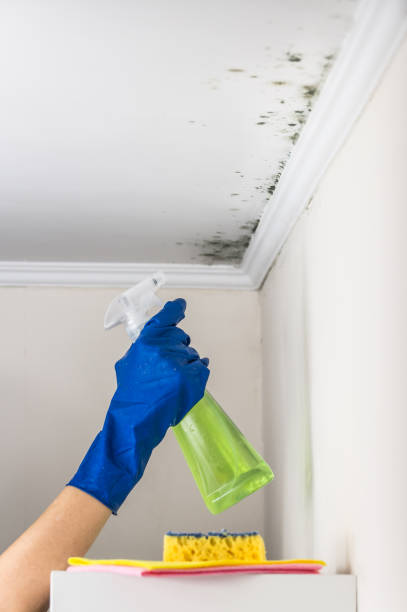 Best Black Mold Removal  in Laurel, FL